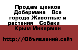 Продам щенков Добермана - Все города Животные и растения » Собаки   . Крым,Инкерман